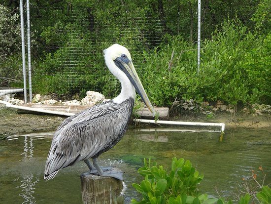Florida Keys Wild Bird Rehabilitation Center